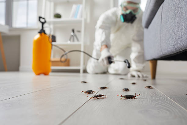 Post-Treatment Bed Bug Interceptor Monitoring in Roxborough Park
